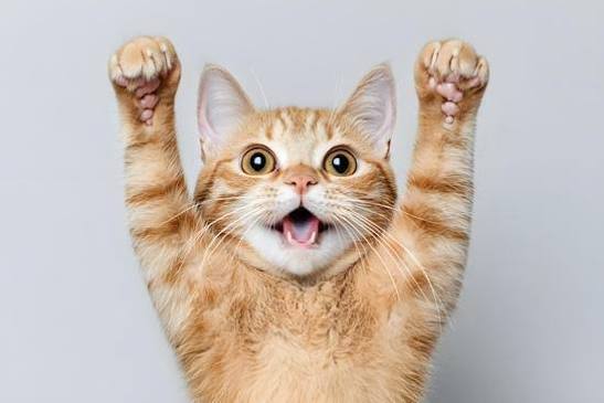 KEDİLERDE KISIRLAŞTIRMA ZAMANI 